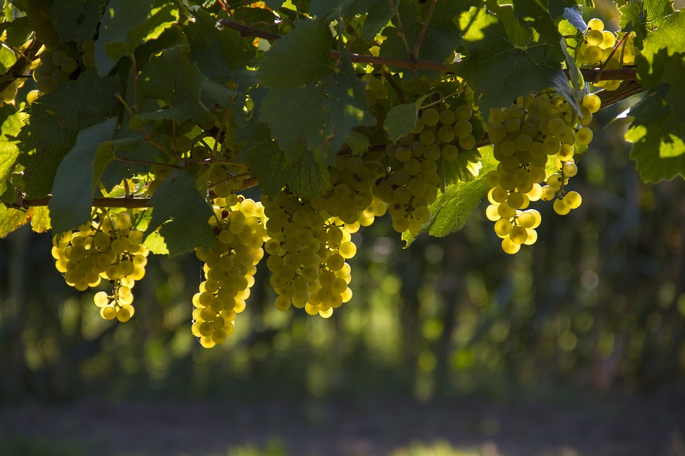 grapes-1758134_960_720